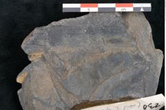 Foto (Detailansicht) von Flabellaria sublongirhachis Ettingshausen (NHMW-GEO-2024-0188-10230)